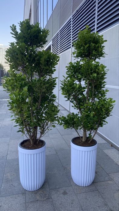 Оптом Офисные цветы, Хона гуллар Оптом, Ofis Gullari