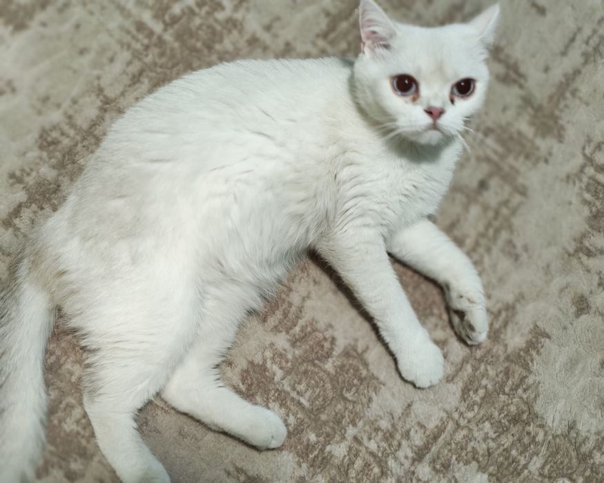 Skotish strayt shinshilla  sotiladi