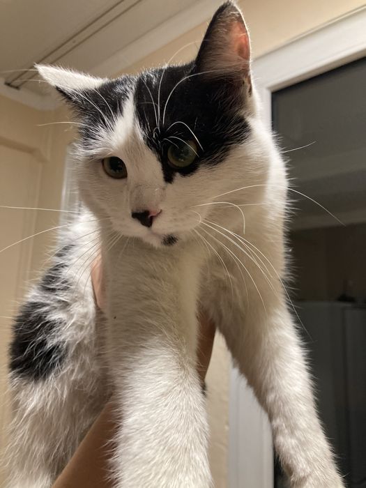 Котенок ищет дом