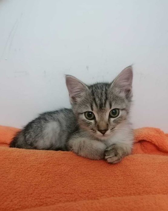 Котенок 2 месяцам