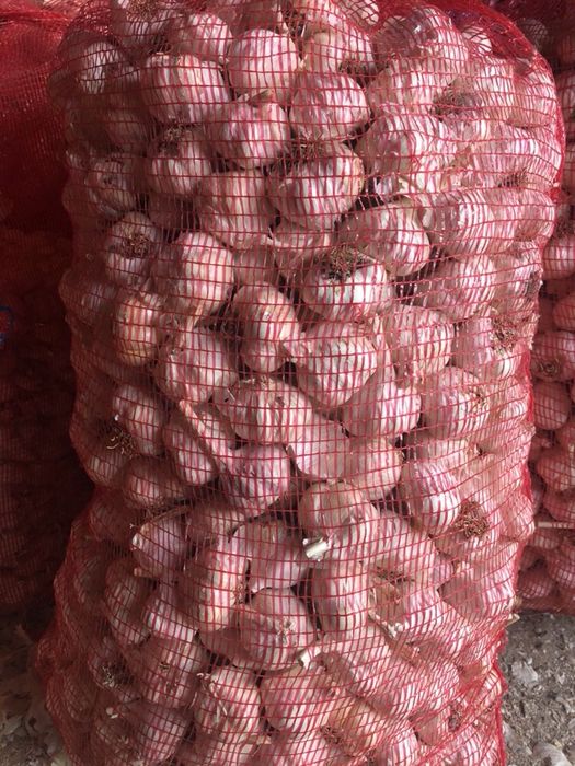 Usturoi pentru mezeluri si murat