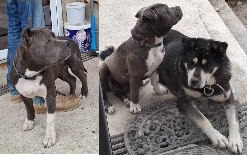 Pui caine metis amstaff cu ciobanesc