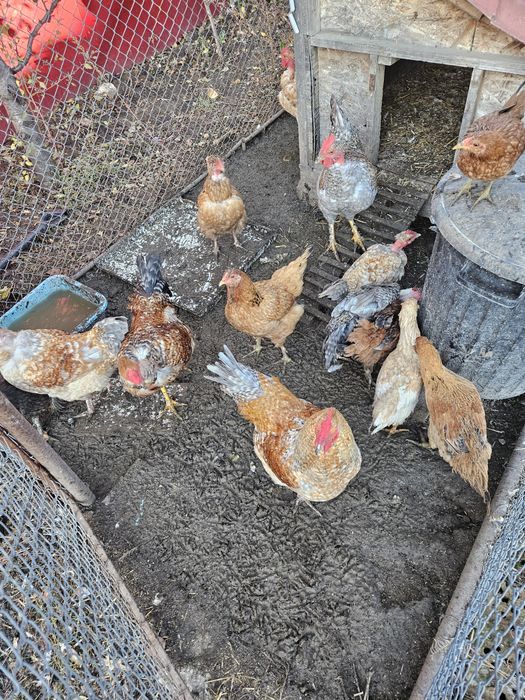 Gaini si cocosi rasa mixta sau/si oua