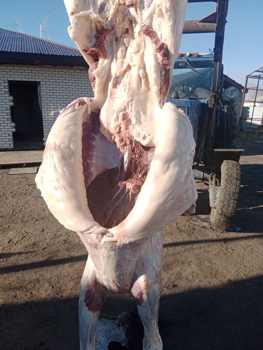 Жылкы сатамын багасы кг 3200 семіз