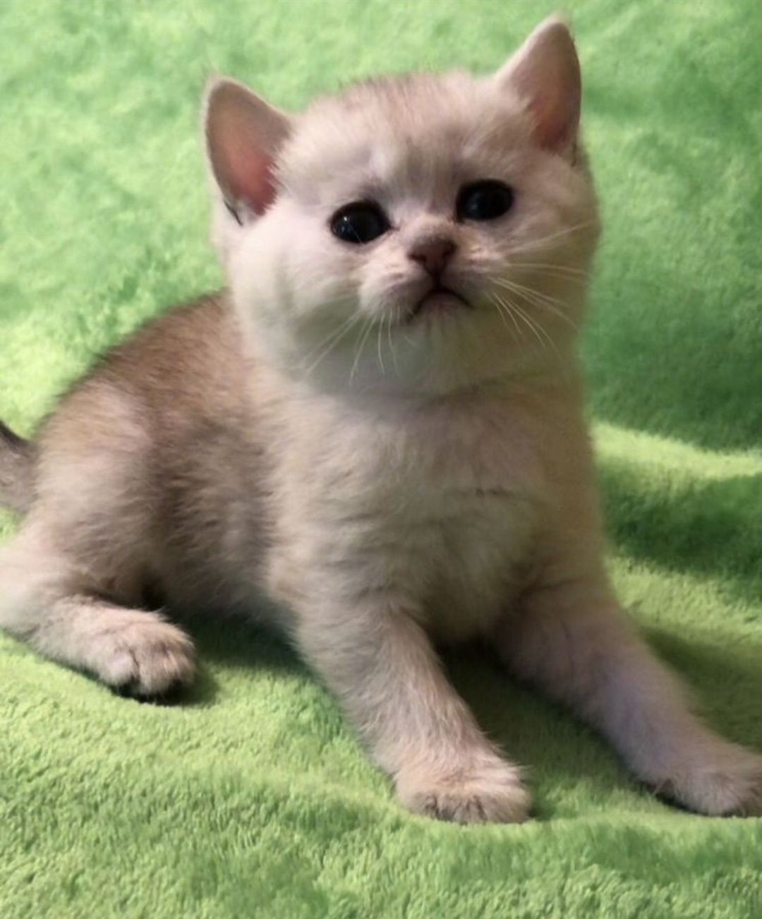 Шиншилла серебро кот на вязку, приглашает кошечек