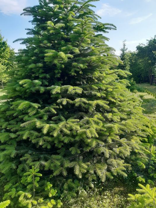 Brad nordmandian Extra