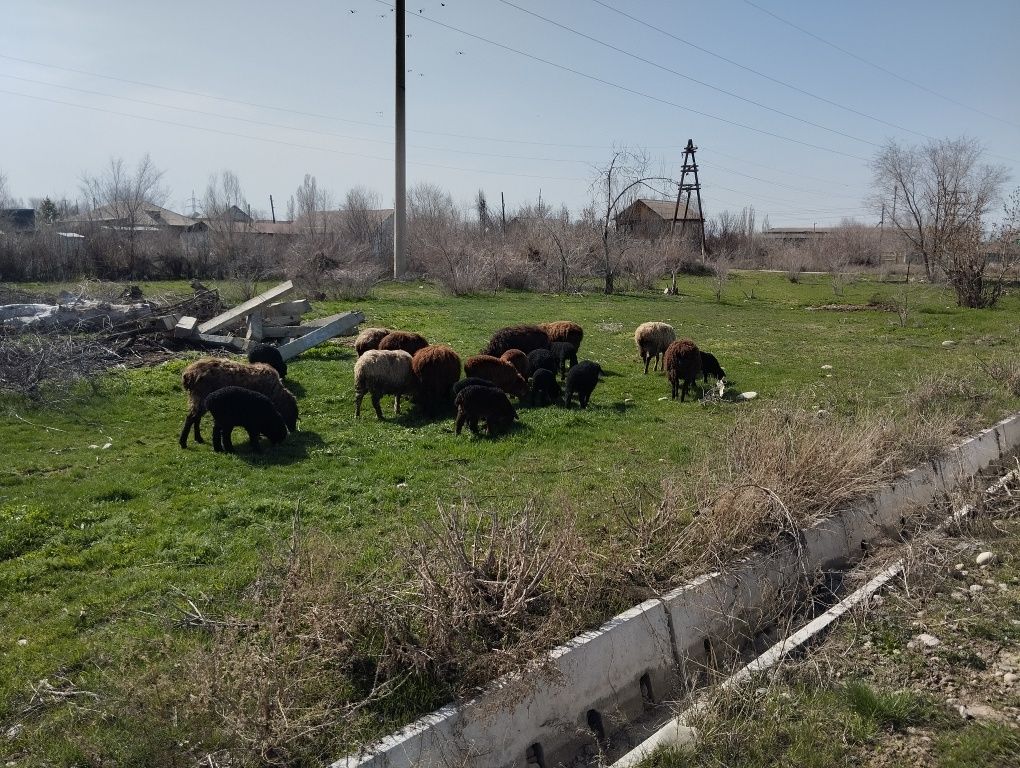 Қозды қой келісім бар 70-90 аралығында  Балпық би де тұр қызықтырса,,