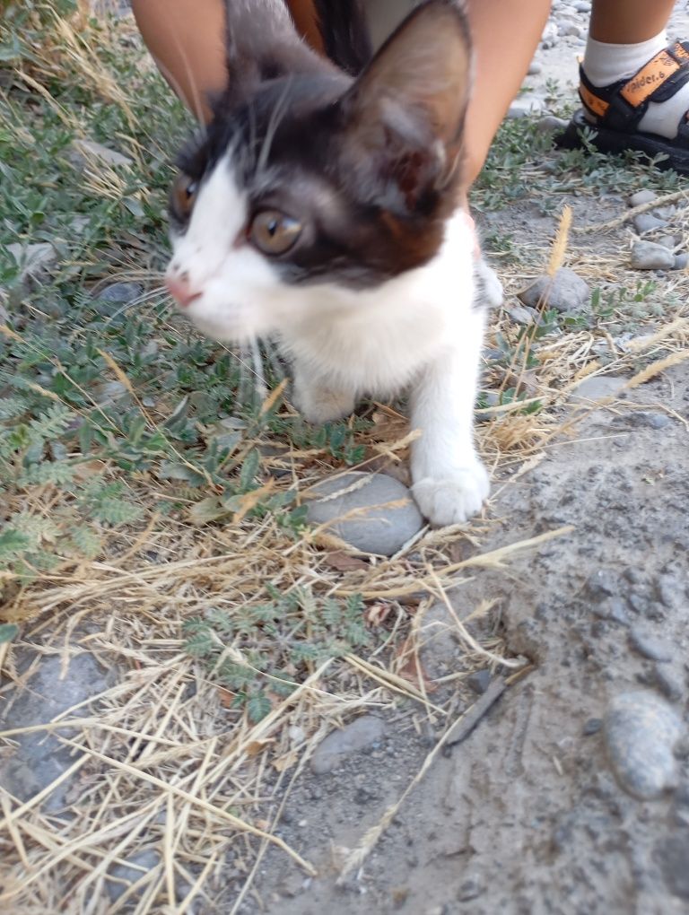 Котёнок в добрые руки!!