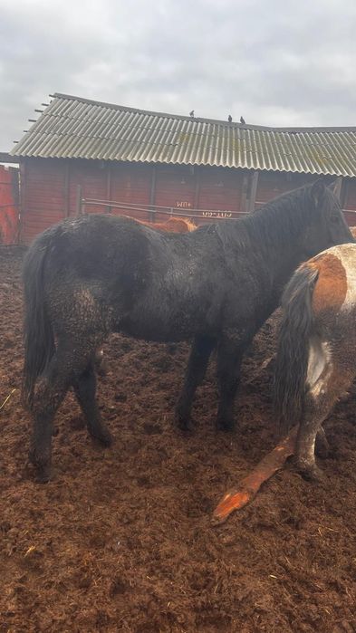 Продам согым ...