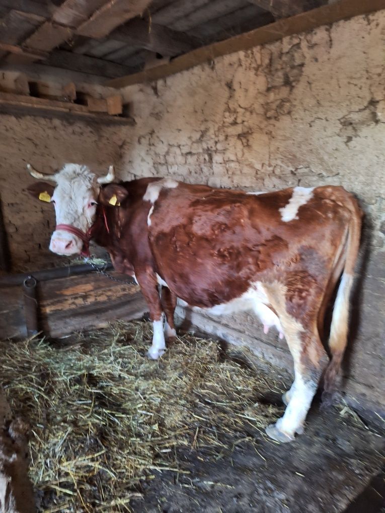 Vând  jurincă Bălțată românească  și vacă  gestantă în 6 luni