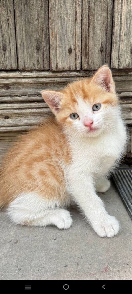 Отдаем в добрые руки котяток