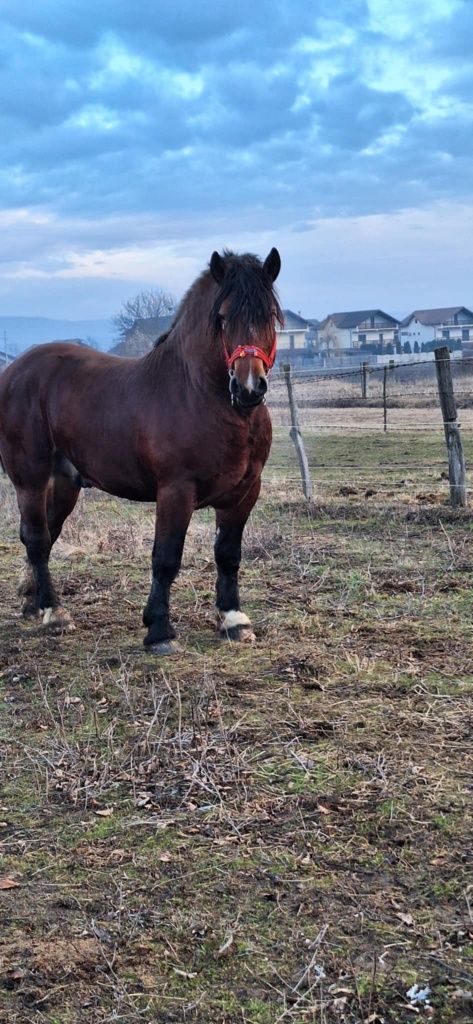 Manze de vânzare