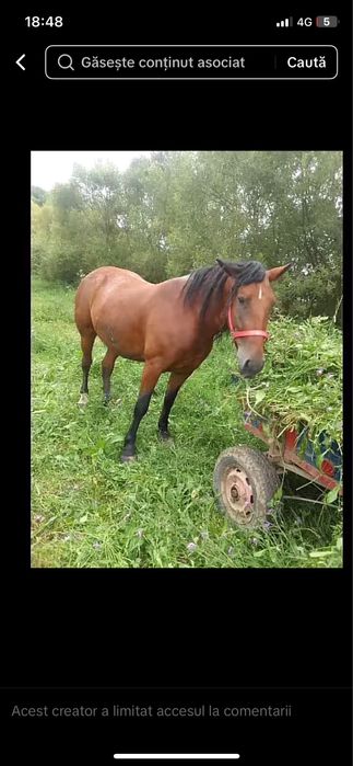 Iapa de 6 ani  de vazare