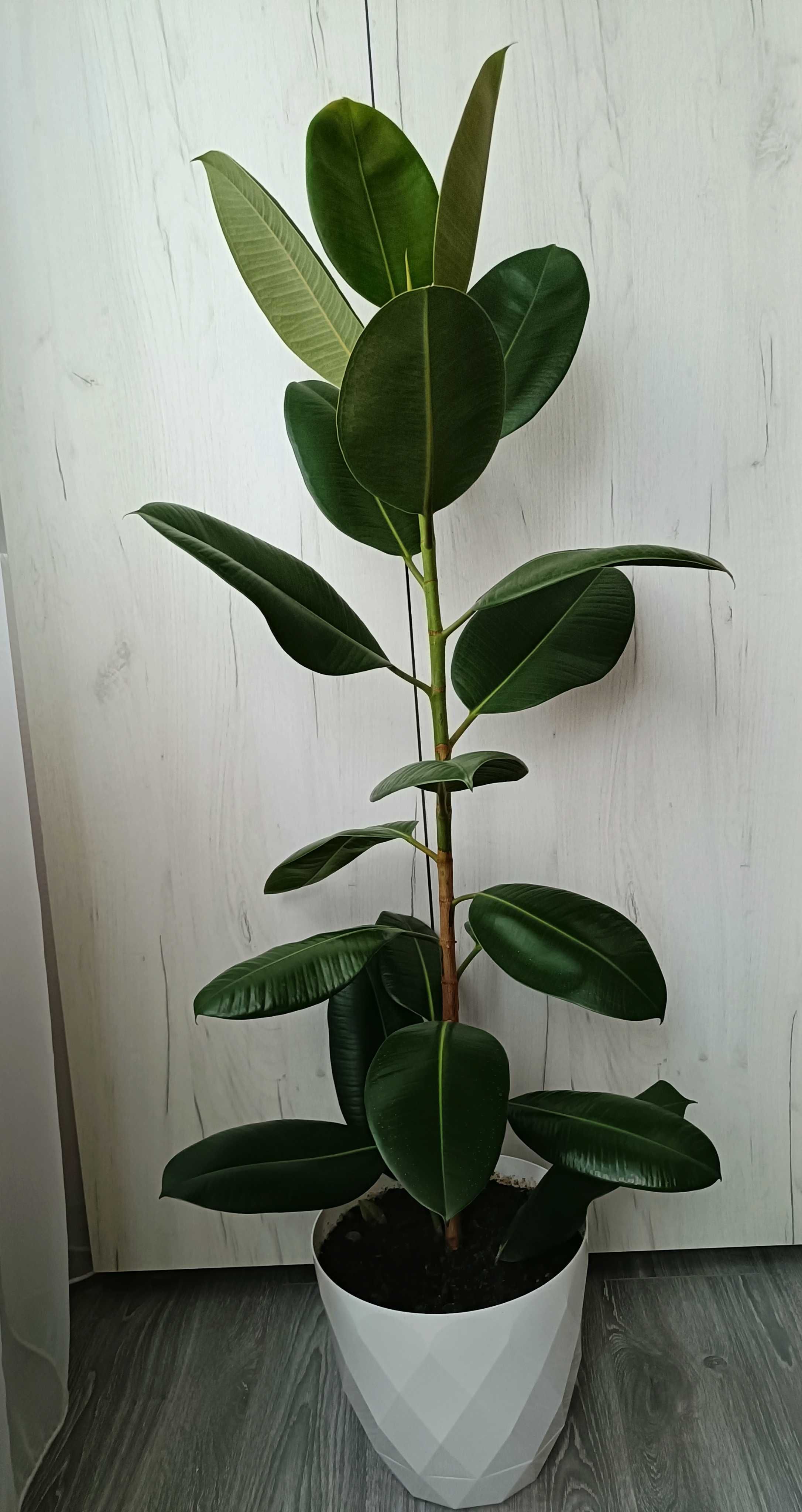 Ficus elastica 1,50 cm