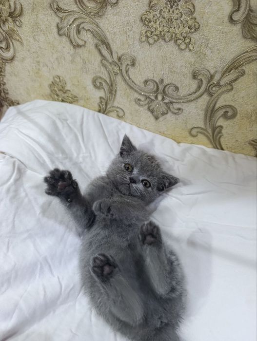 Эмили-скоттиш страйт!чистокровная!девочка!