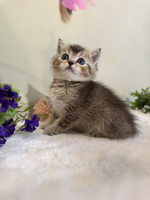 Продается золотая шиншилла Бри