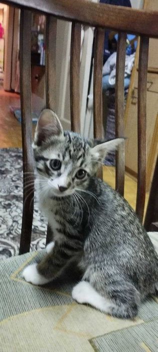 Отдам котят в хорошие руки