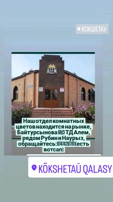 Комнатные цветы в ассортименте