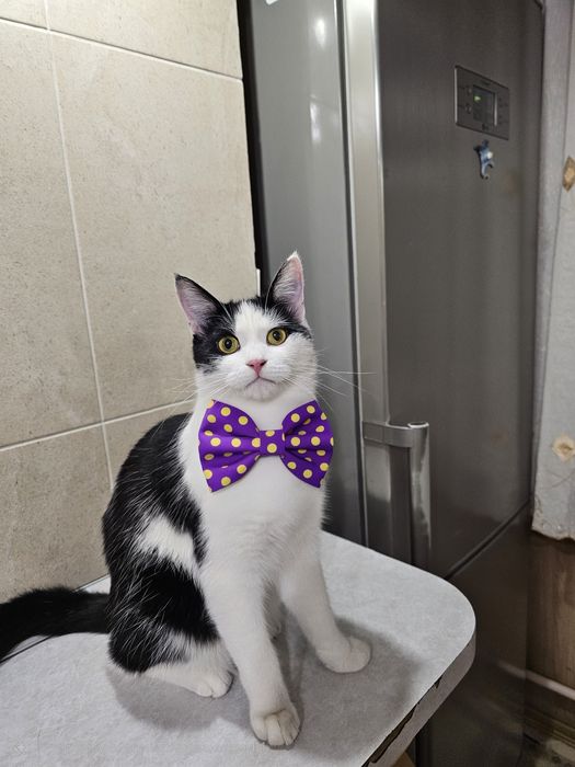 Кот в поисках дома, отдам кота в добрые руки