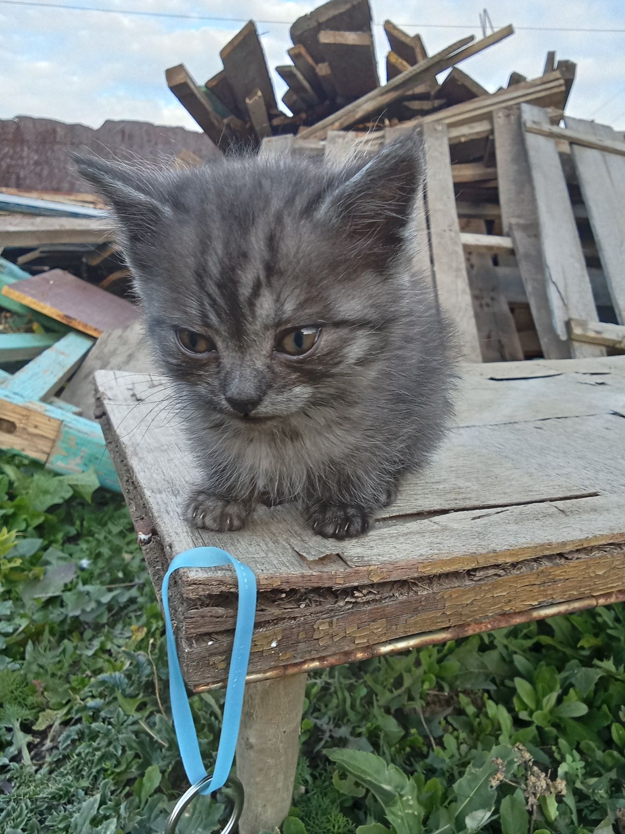 Отдам котёнка в добрые руки