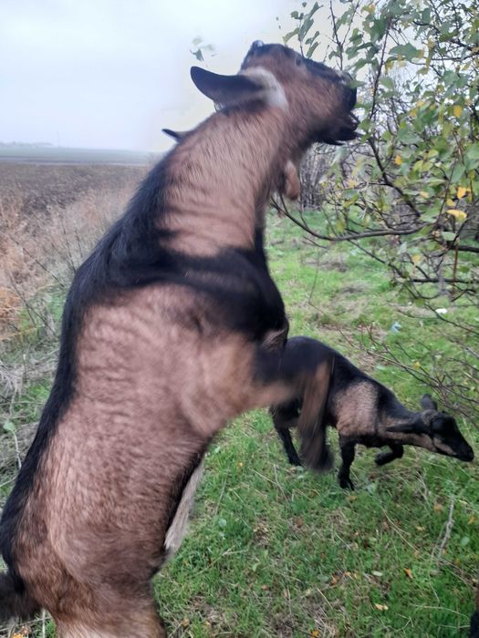 Capră tânără la a doua fătare, montată și țap  tânăr 10 luni