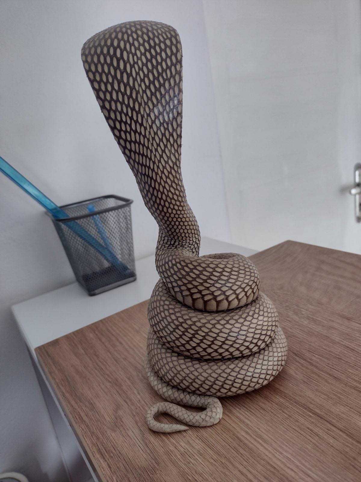 Препарирана кобра - истинска