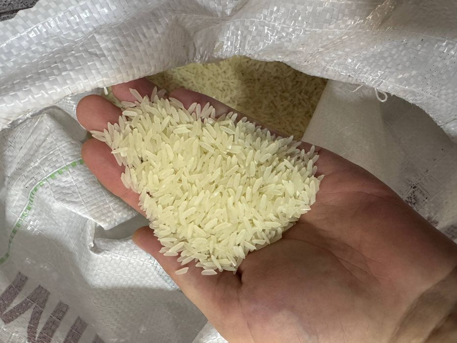 Lazer Guruch bor yangi hosil