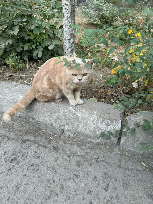 Skotish strayt mushuk