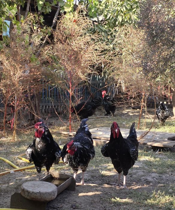 Молодые петухи породы Австралорп, 4 месяца