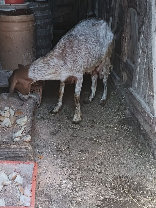 Capre si Iezi de vânzare