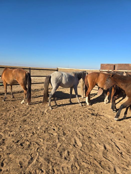 Кунан сатылады 380000 мын торг бар