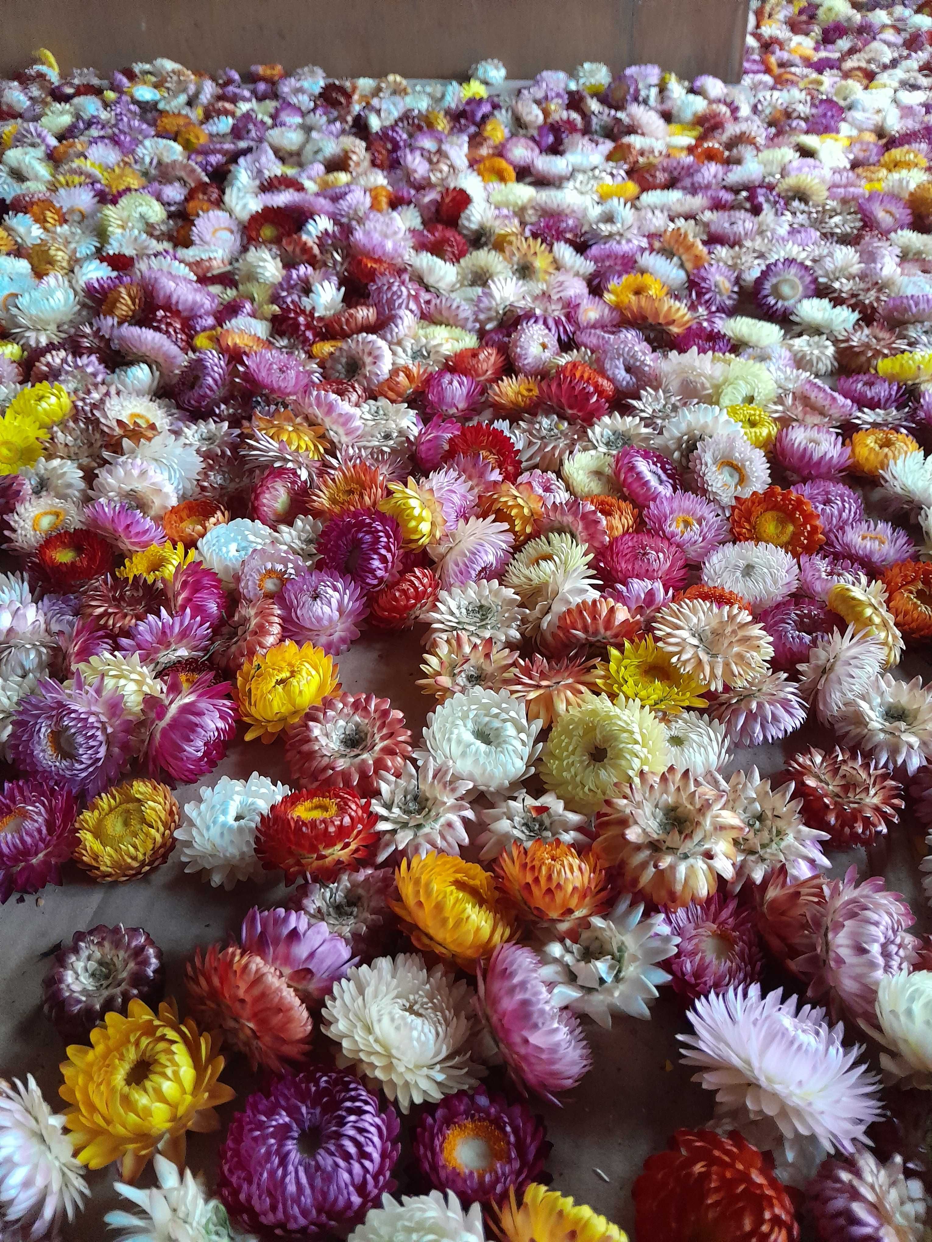 Flori de paie, imortele,helichrysum bracteatum