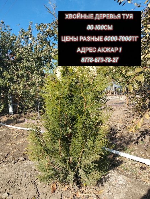 Хвойное дерево туя