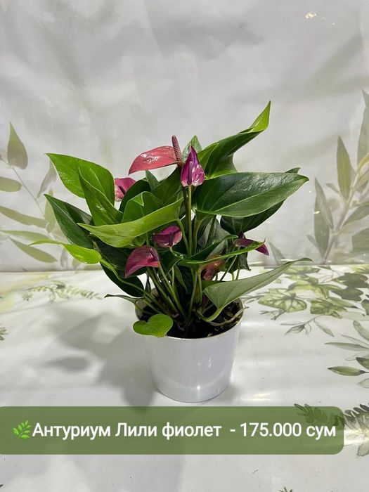 Антуриумы разных сортов