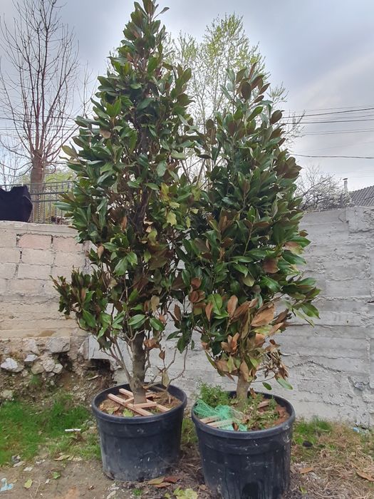 Magnolie grandifora 2m - 4m/ calitate premium