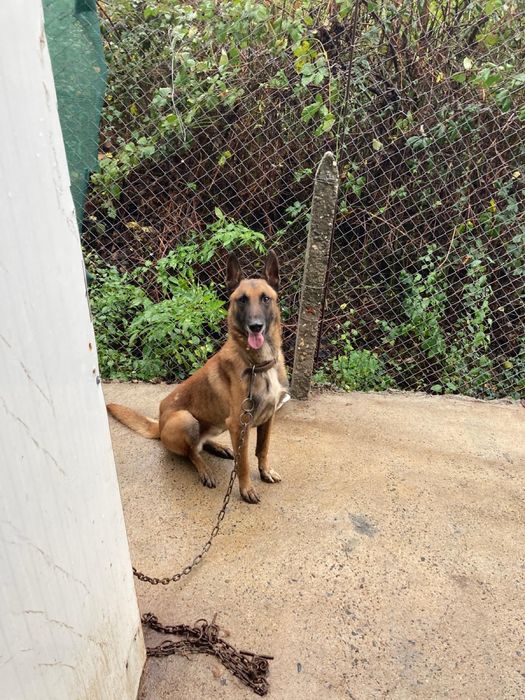 Белгийска овчарка