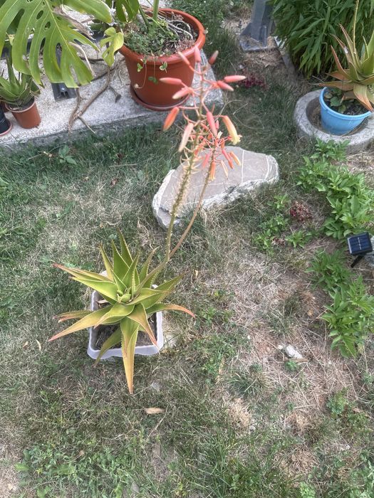 Vând aloe vera medicinală , are 4 ani și câțiva puiuți pe lângă ia.