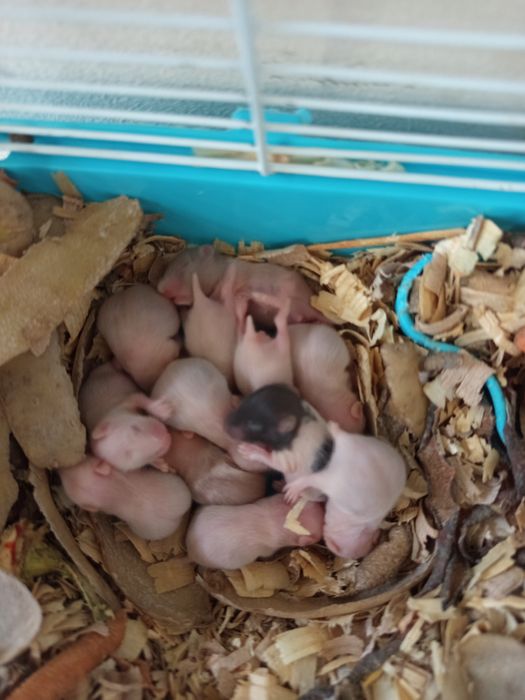 Продавам хамстери. 5лв/ брой