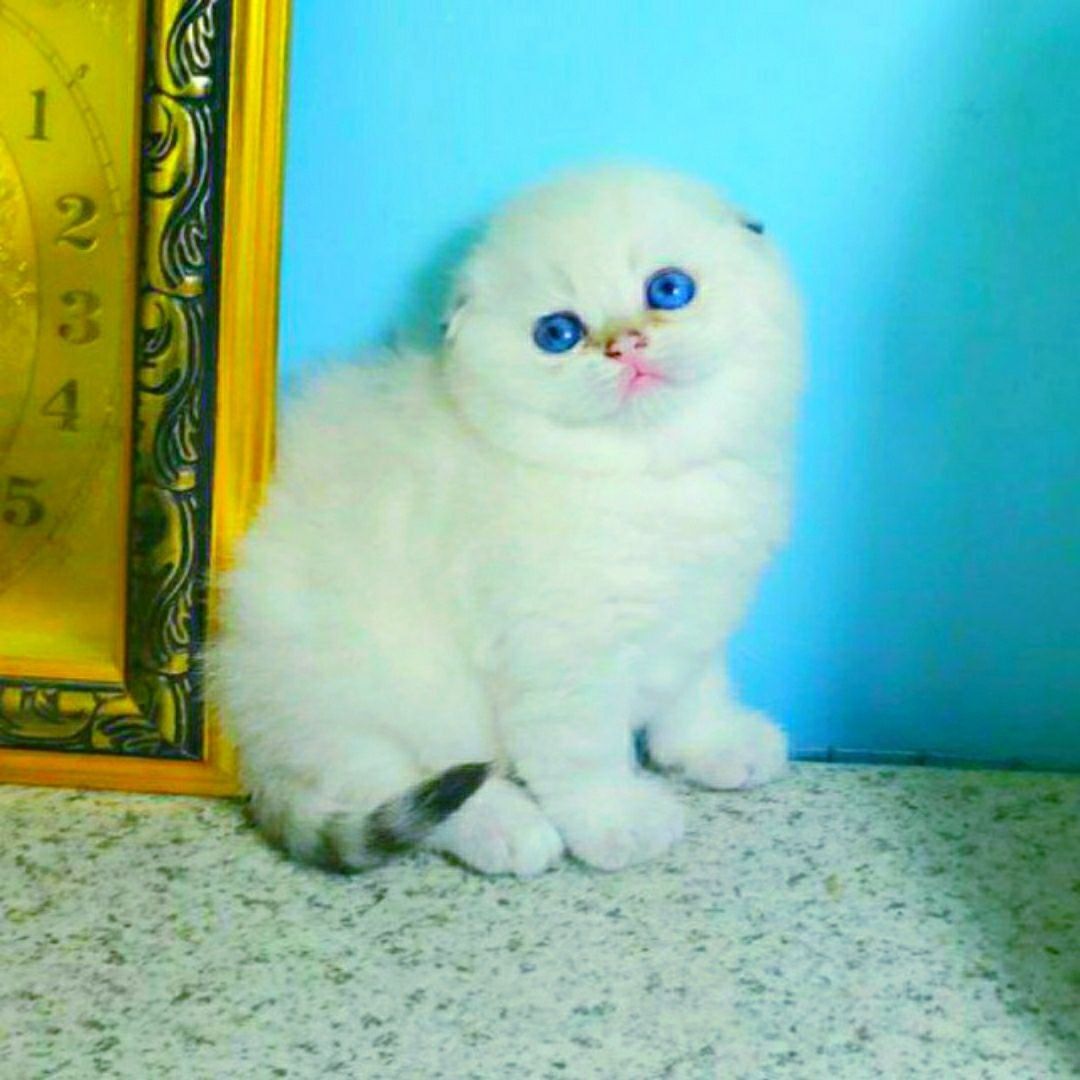 Вязка шотландского кота золотой мрамор