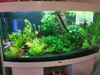 Pachet Plante si pesti acvariu