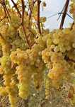 Vând struguri de vin diferite soiuri feteasca regala galbena de Odobeș