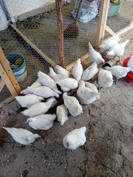 Gaini și cocoși La Bresse din 26 martie