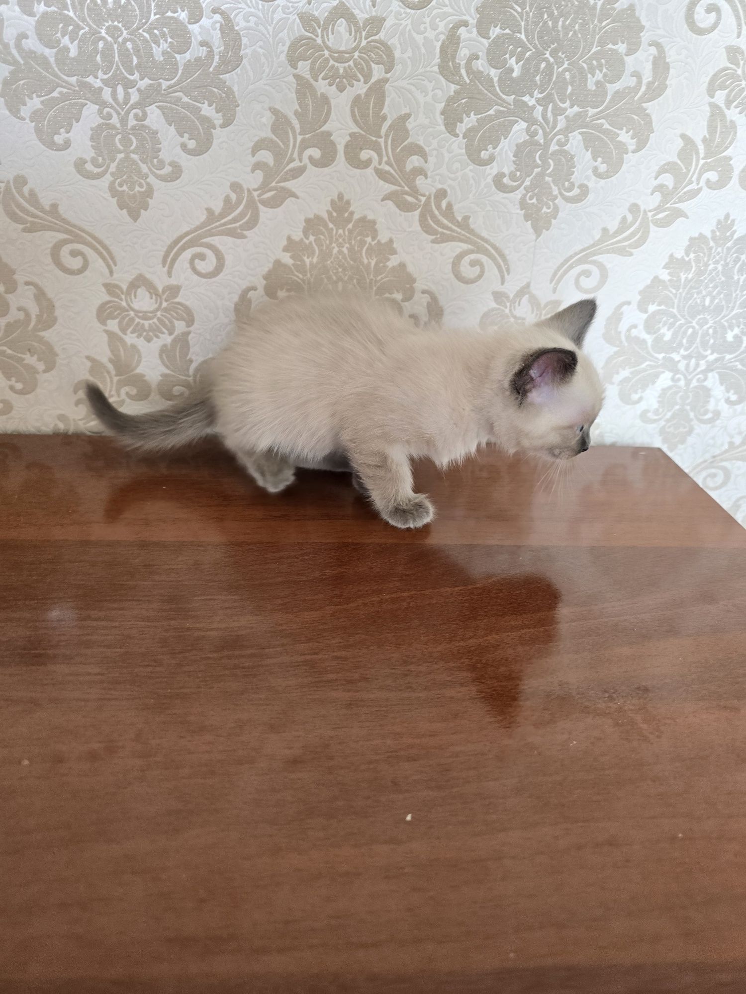 Продажа котят тайской кошки – 1 месяц