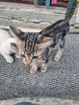Pisoi pentru adoptie/donat