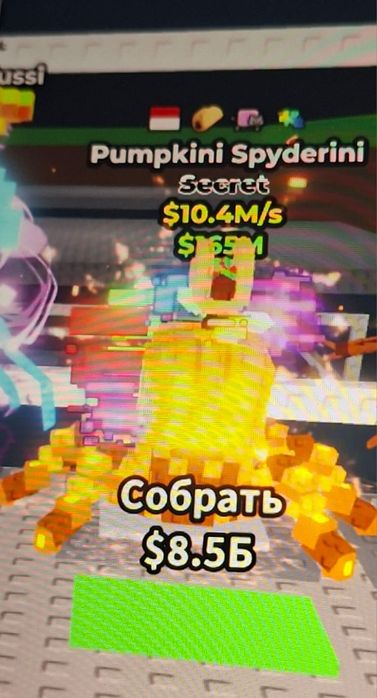 Pumpkini Spyderini 10.4 M/c