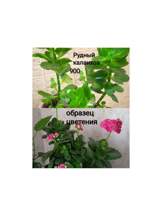 Продам цветы комнатные