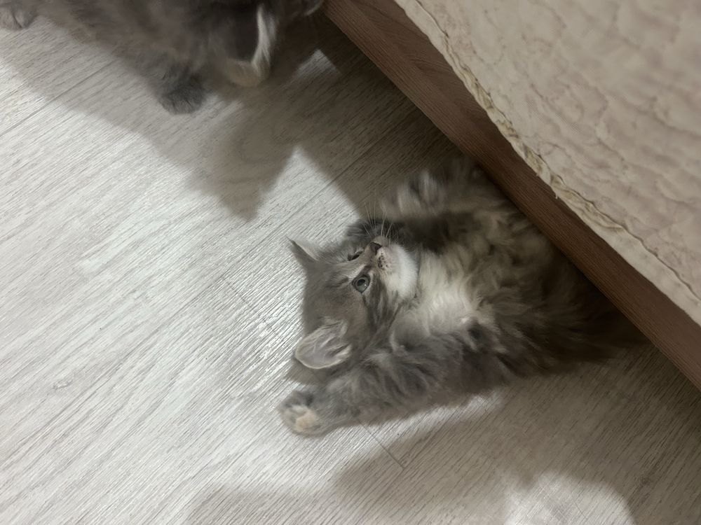 Отдаем котят в хорошие руки девочки