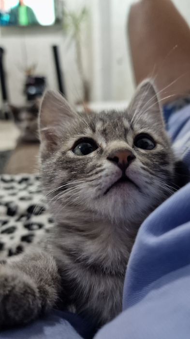 Отдам котенка в добрые руки