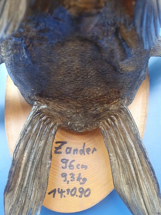 Trofee cap de stiuca