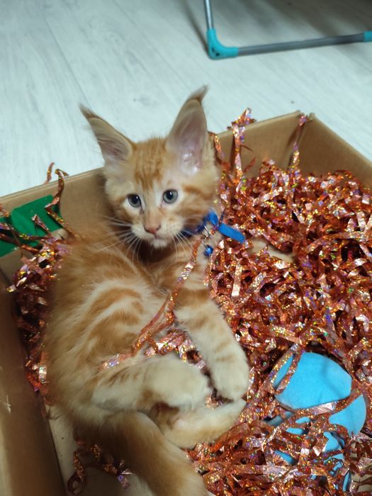 Продам котят породы Мейн Кун
